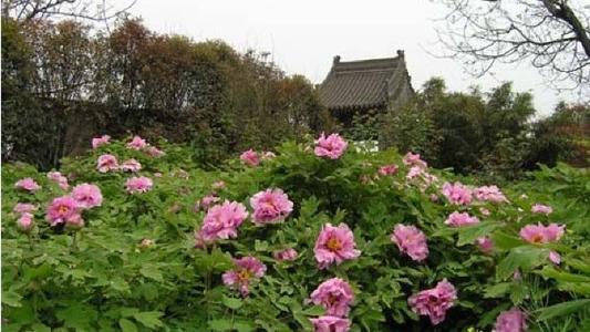 ◆西安九華山阿姑泉牡丹苑風景區(qū)(AA級旅游景區(qū))